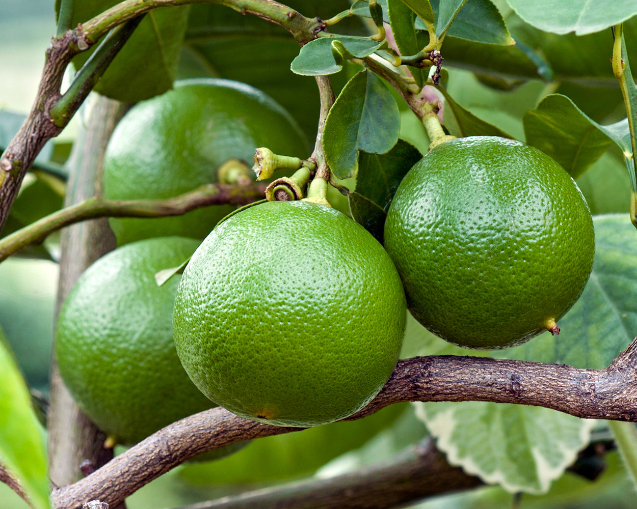 Bergamot: Discovering the essential oil jackpot